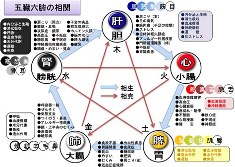 陰陽格拒|陰陽格拒 – 中医学アカデミー監修 中医学用語辞典